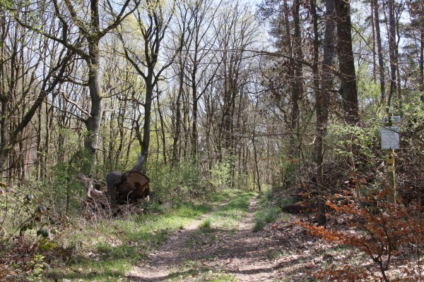Waldweg